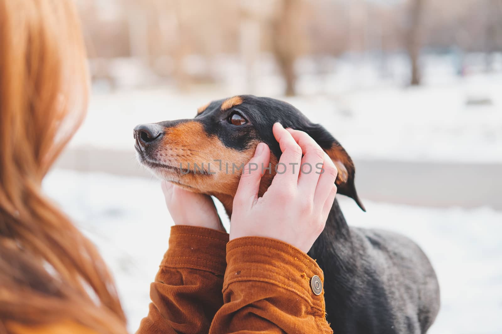 Woman holding a dachshund in her hands. Loving dogs concept: enjoying free time at a walk outdoors