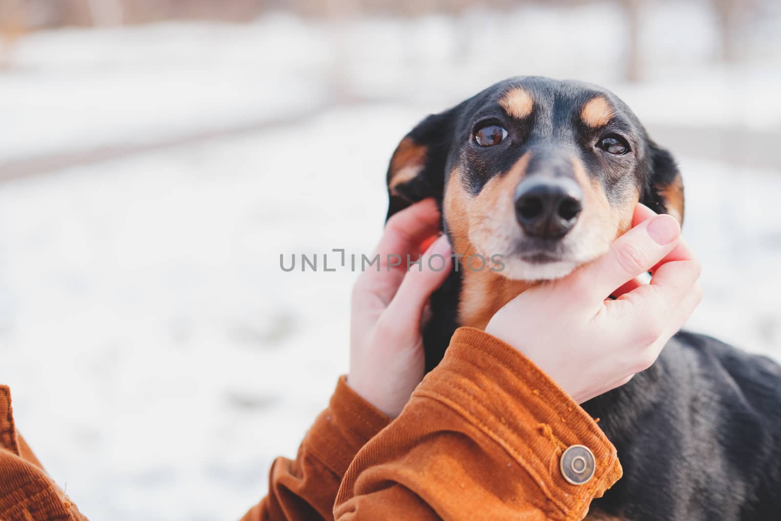 Portrait of a happy little dog in human hands. Dachshund being hugged at a walk in cold winter season