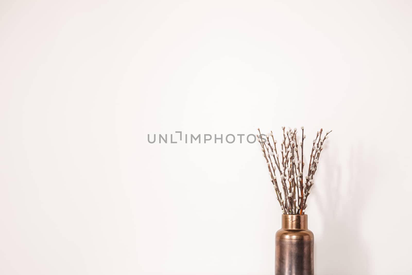 Twigs with buds in a vase against the white wall. Concept of early spring, March, nature awakening or anticipation of warm season