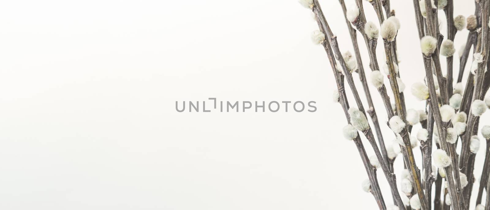 Branches with buds, close-up view. by photoboyko