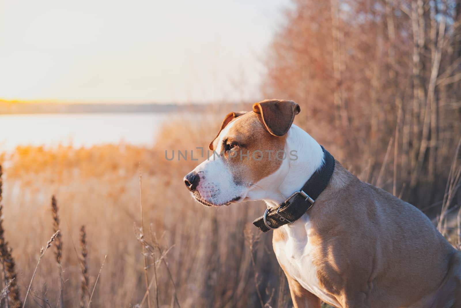 Portrait of a dog in the evening sun outdoors. by photoboyko