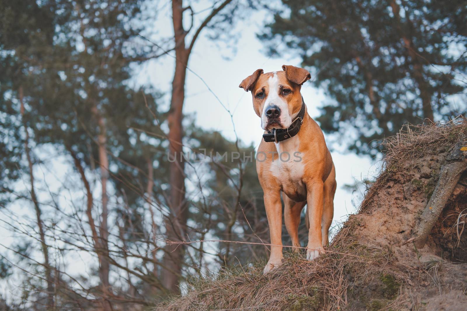 Hero shot of a staffordshire terrier mutt in the nature. by photoboyko