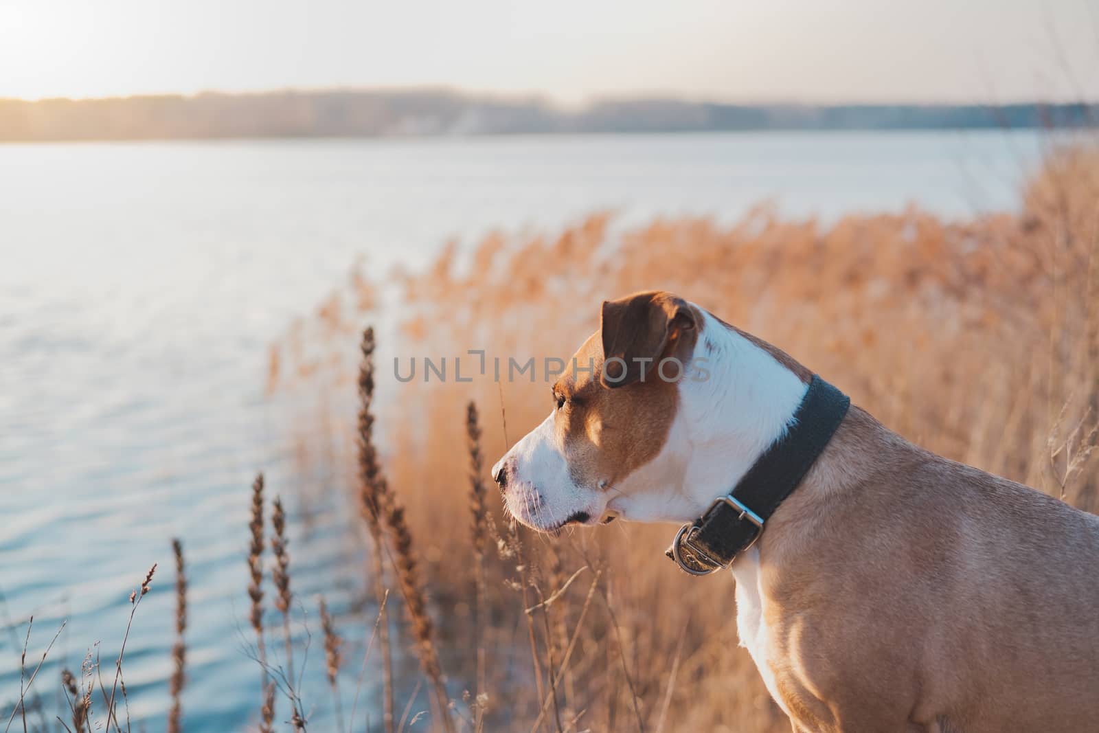 Lovely dog by the lake looks at sunset. Hiking pets, active dogs: staffordshire terrier mutt sits by the water on sunset