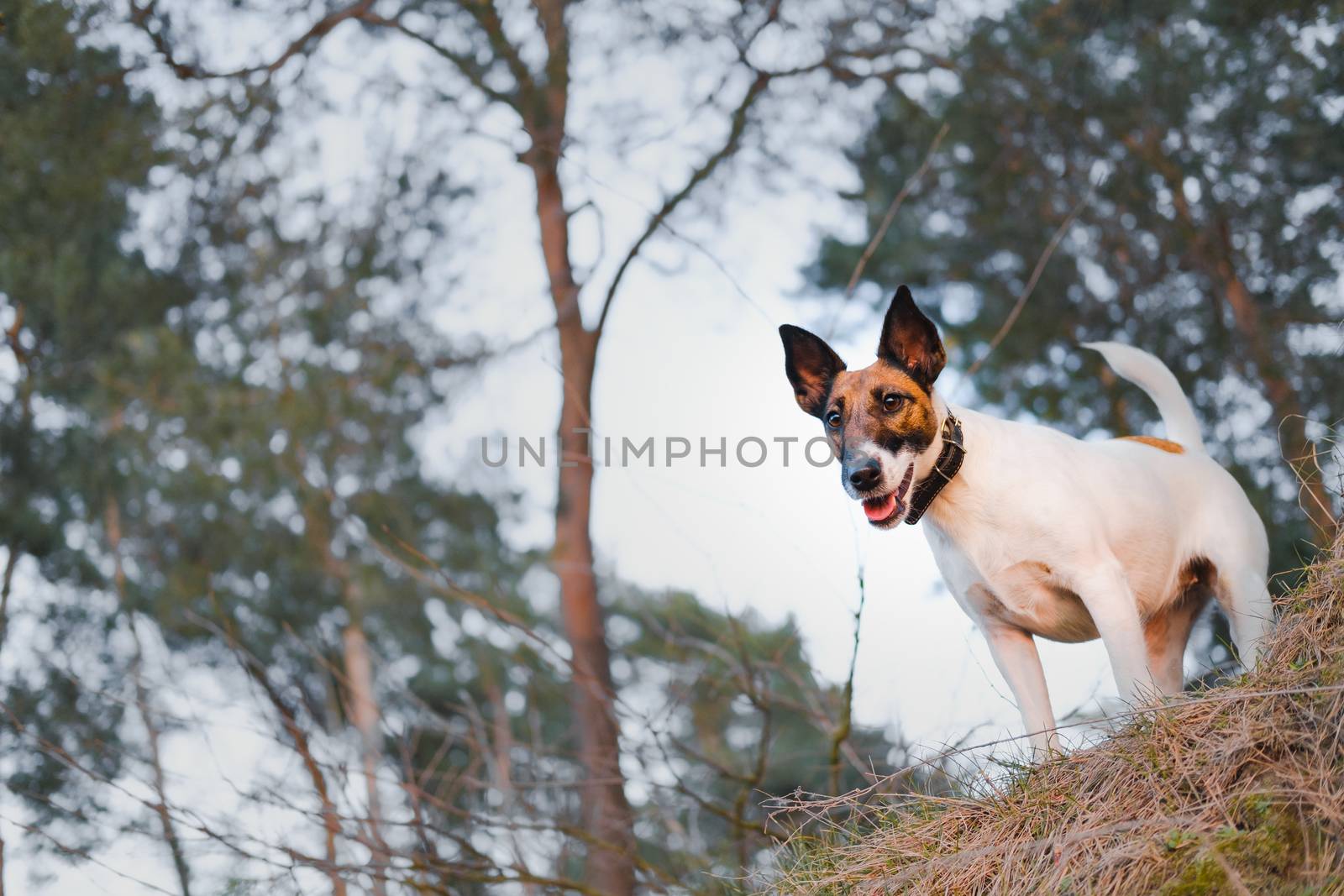 Young active fox terrier in the forest, hero shot. by photoboyko