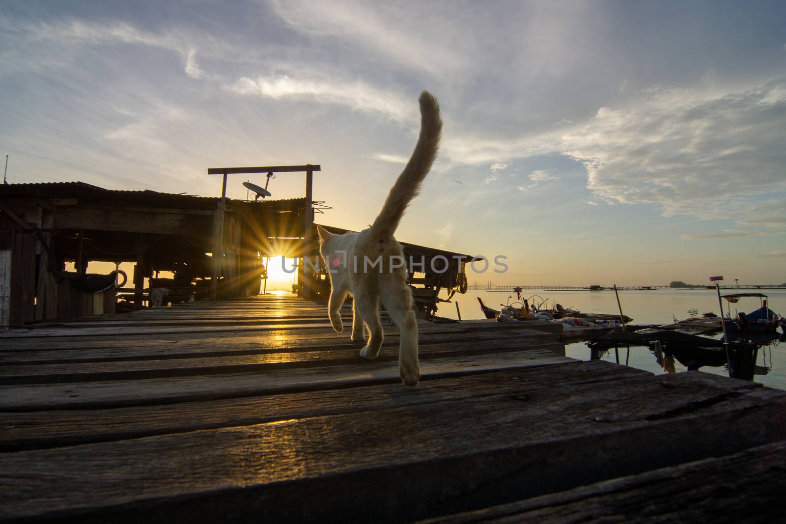 Cat walk towards sunrise at wooden bridge.