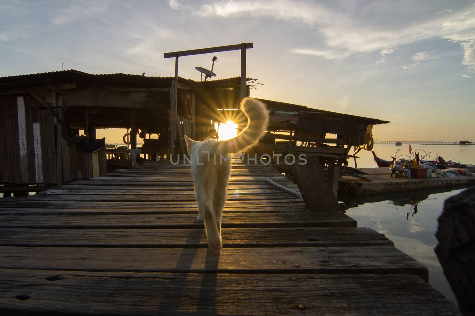 Can walk on the wooden bridge at Jelutong, Penang.