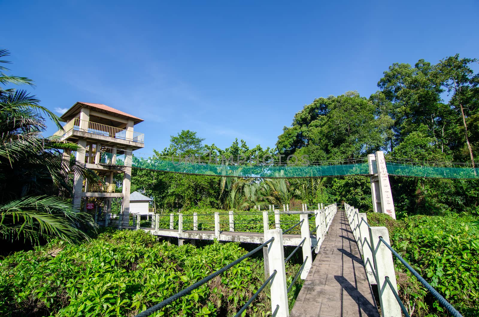Suspension bridge at Air Hitam Dalam Educational Forest at Penang, Malaysia in hot blue sky.