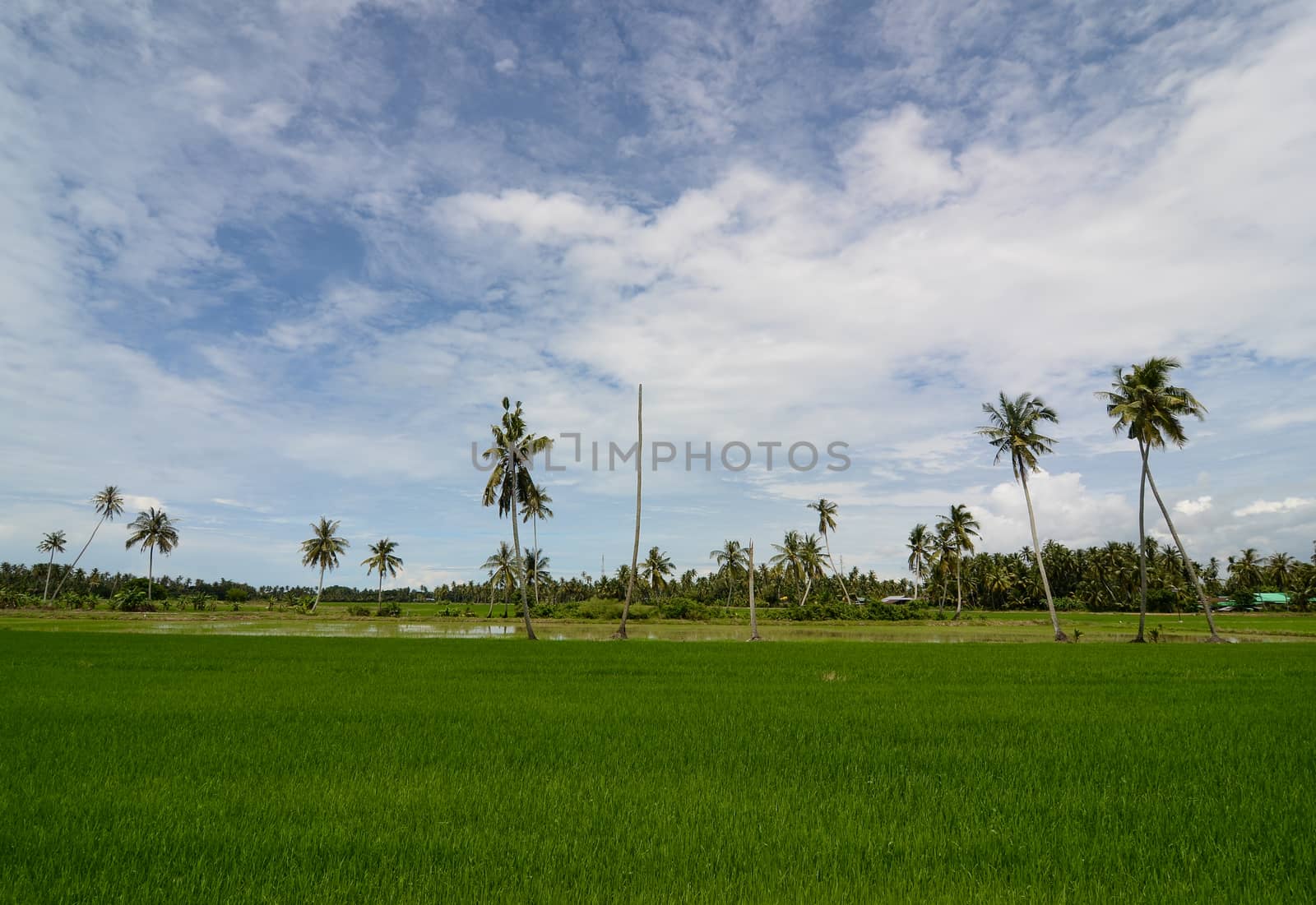 Coconut tree at paddy field under white cloud blue sky.