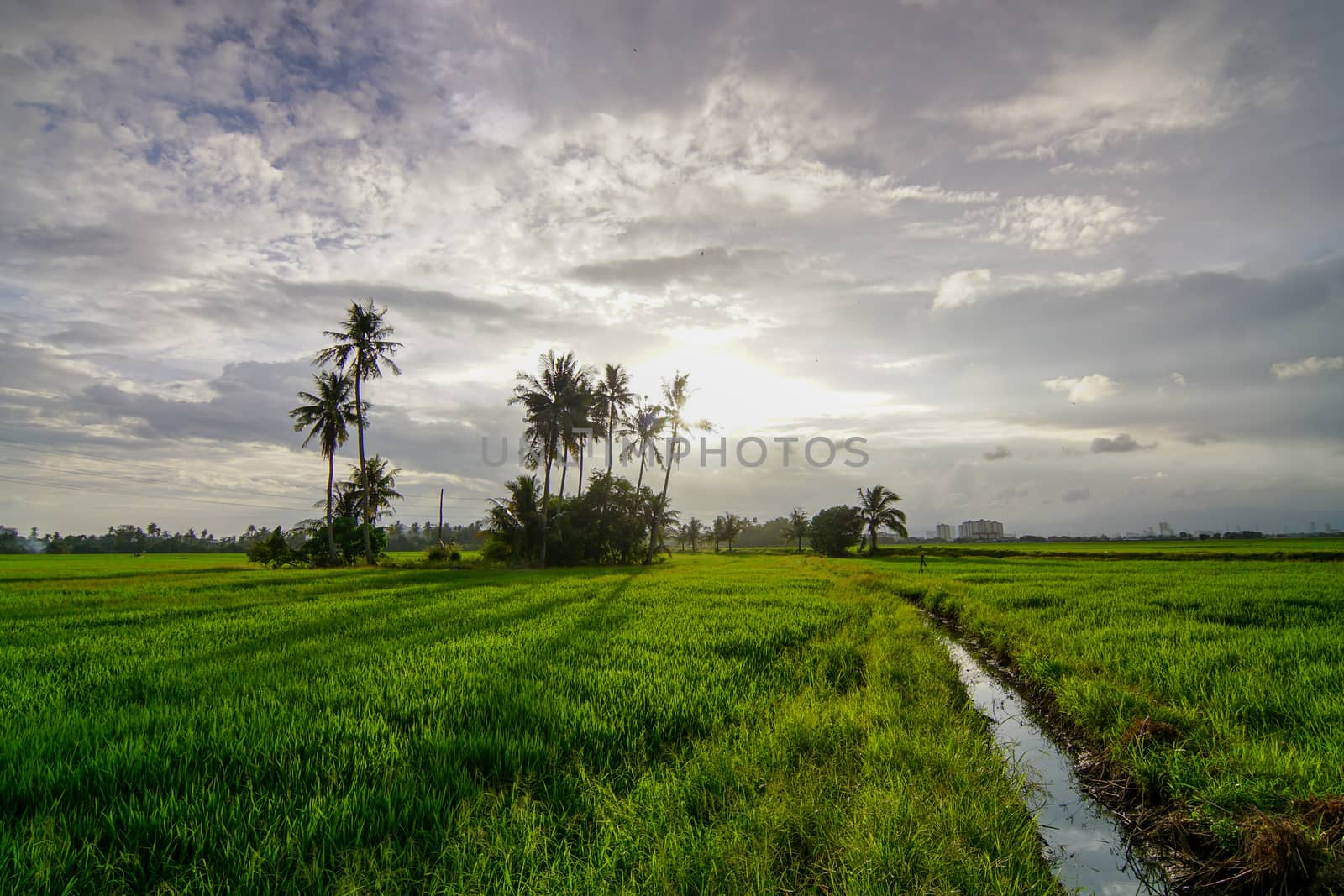 Amazing sky at green paddy field.