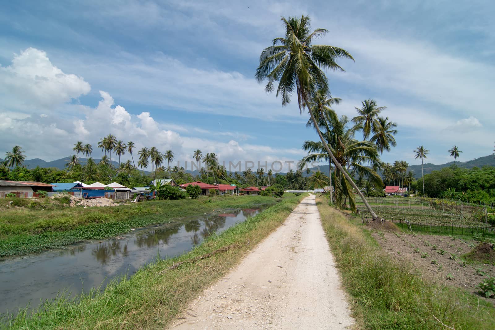 Green scene at rural path at Balik Pulau, Penang.