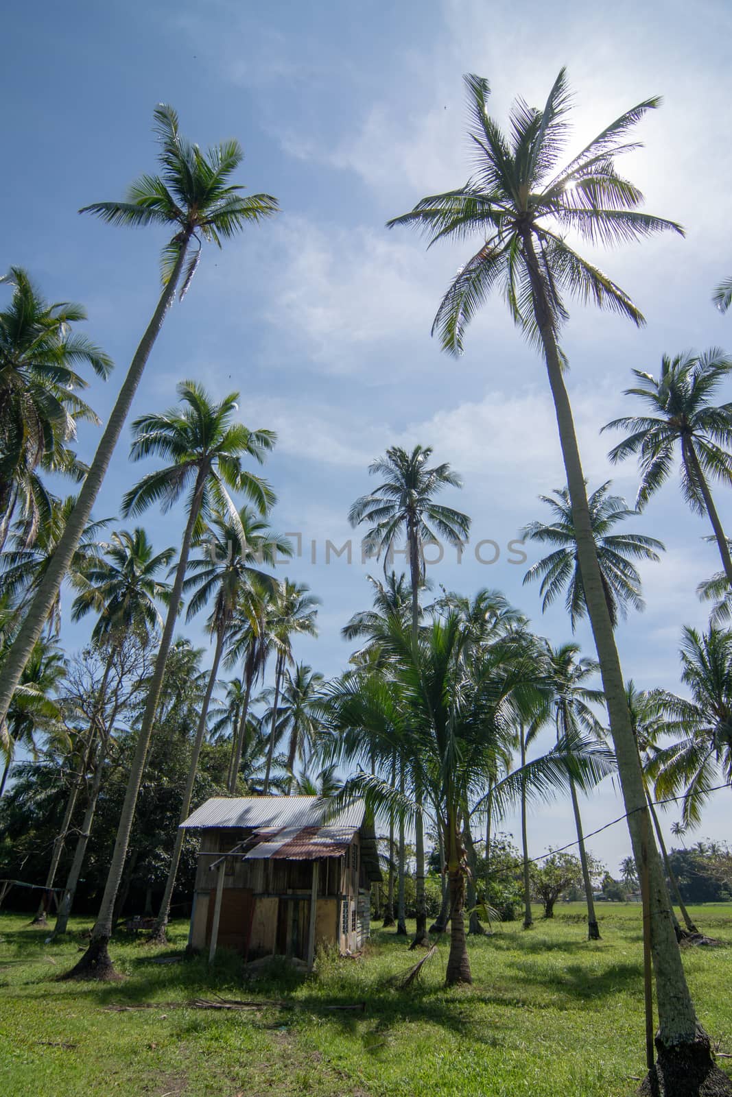 Wooden house at lush green coconut farm at Malaysia.