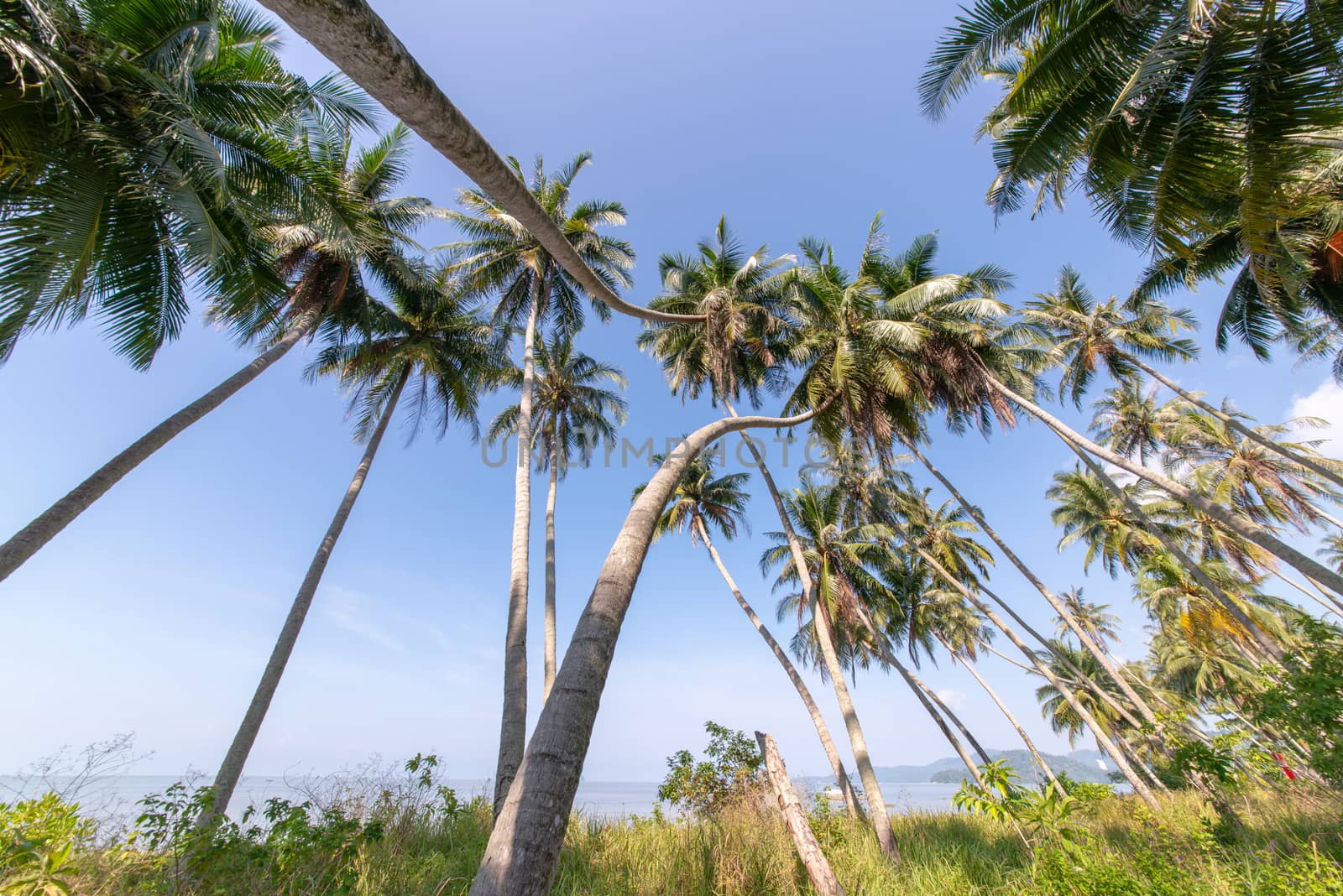 Coconut palm trees view from bottom.