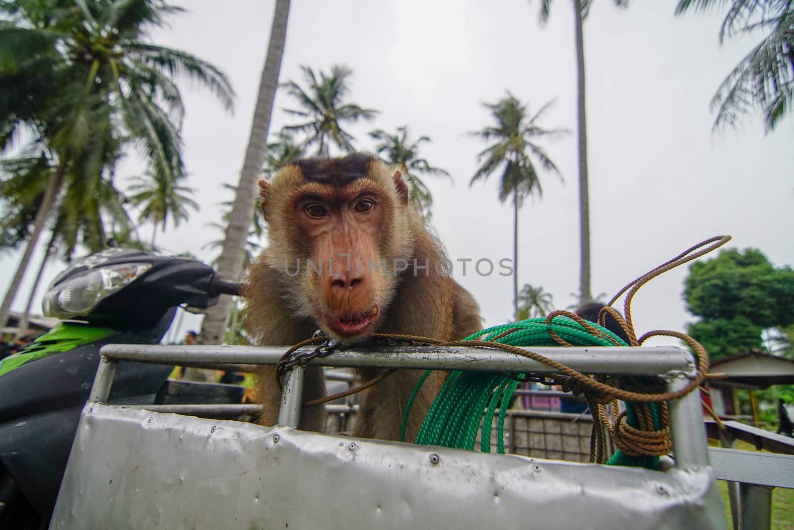 Monkey in kampung near Kelantan.