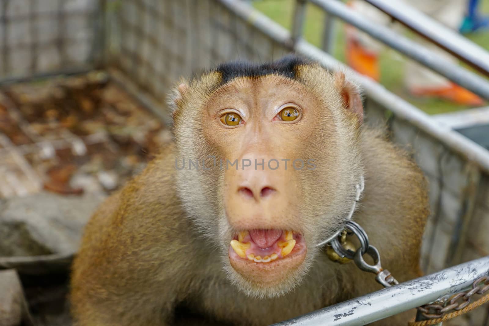 Monkey pet raised from local at Kelantan.