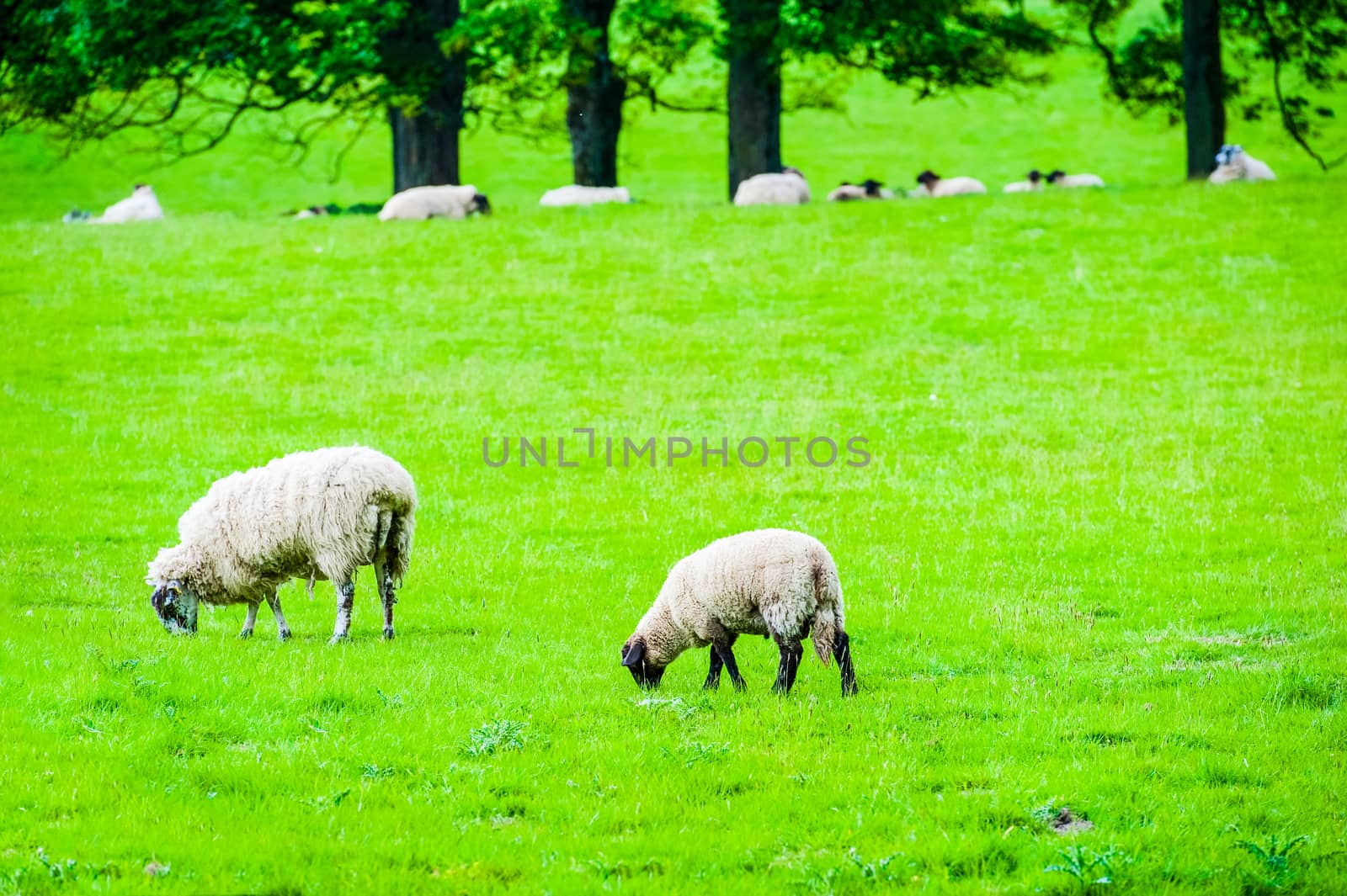 sheep and lambs in a field with trees in the summer UK by paddythegolfer