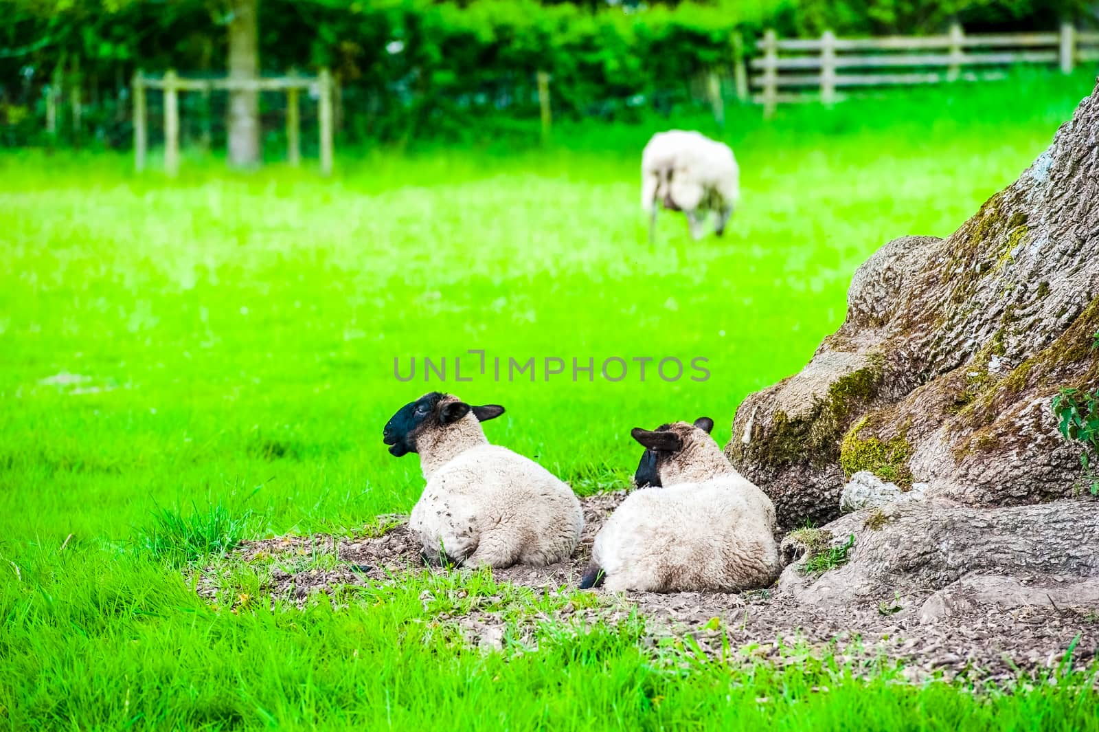 sheep and lambs in a field with trees in the summer UK by paddythegolfer