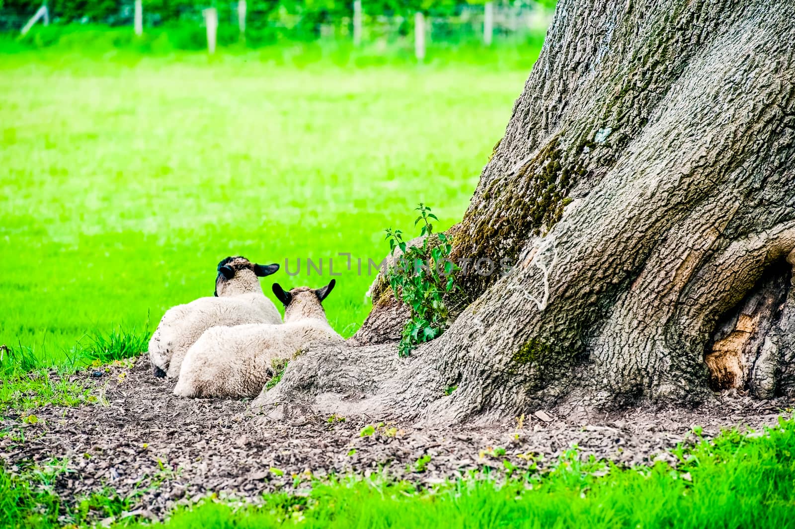 sheep and lambs in a field with trees in the summer UK by paddythegolfer