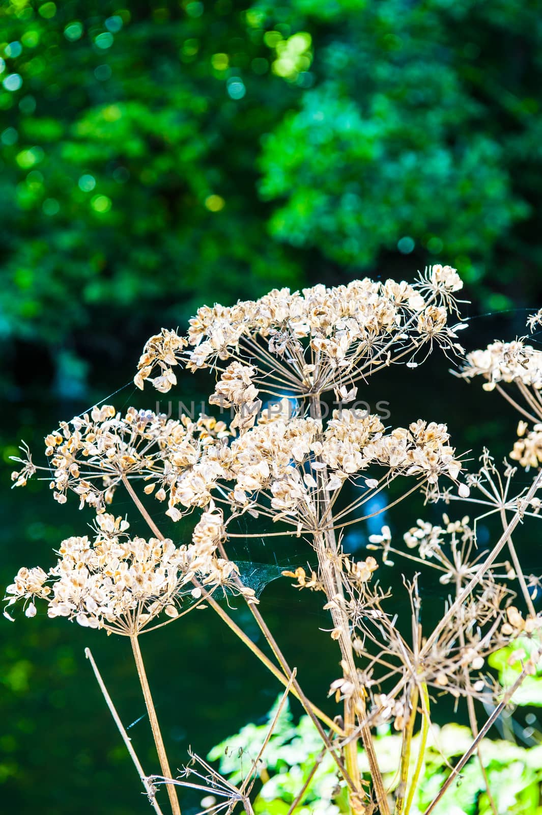 Seed Heads of the hemlock plant with cobwebs by paddythegolfer