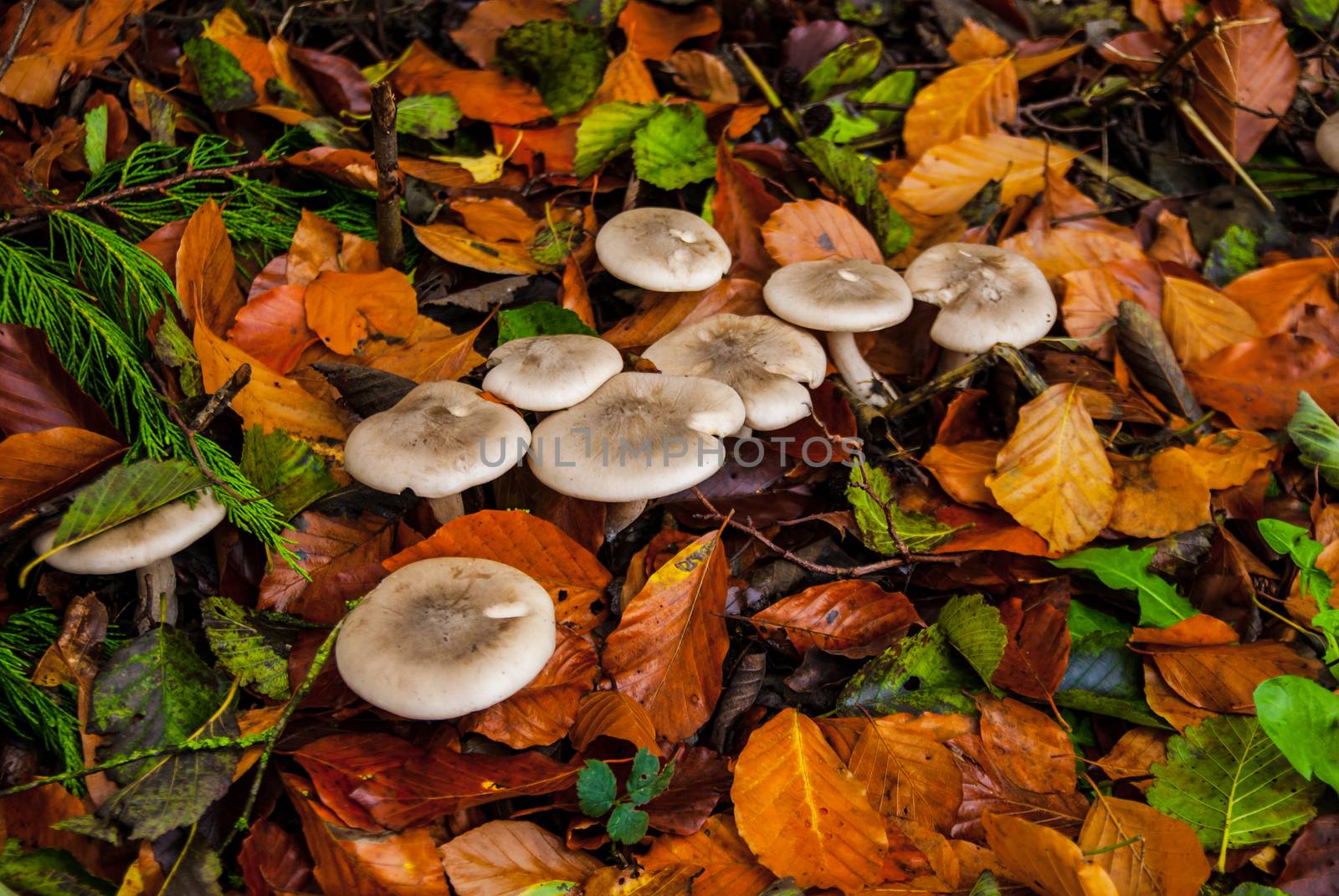 wild fungus that grows in leaf mould by paddythegolfer