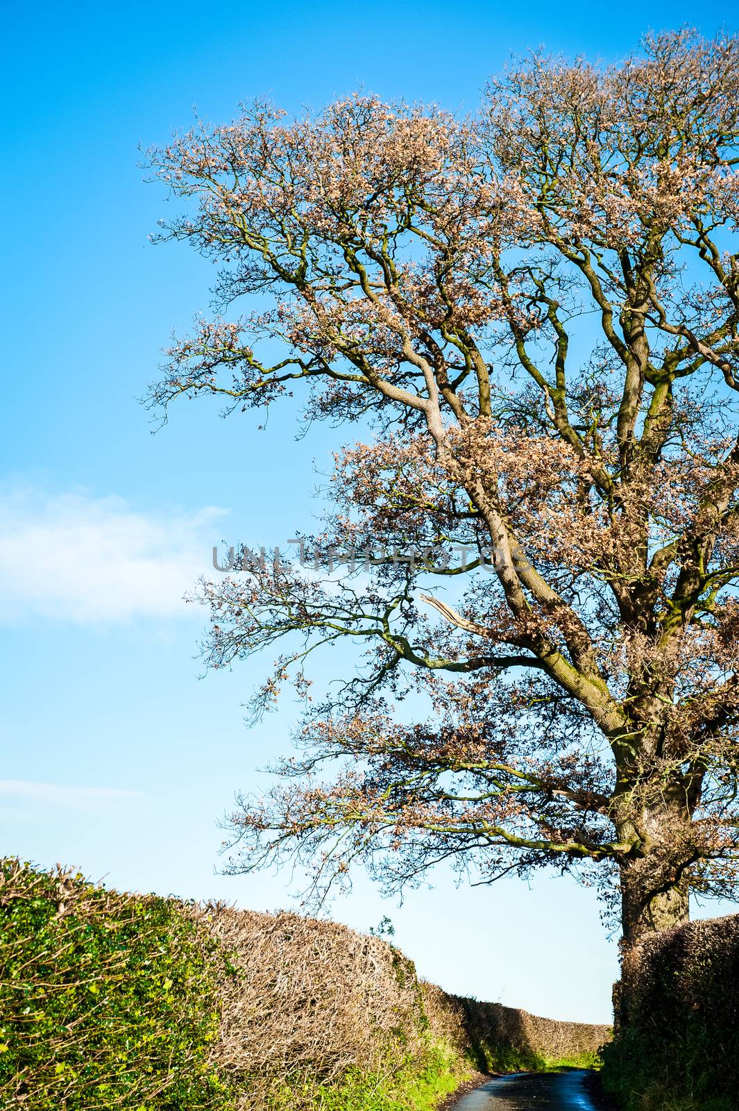 photo of a oak tree top shot from below with blue sky by paddythegolfer