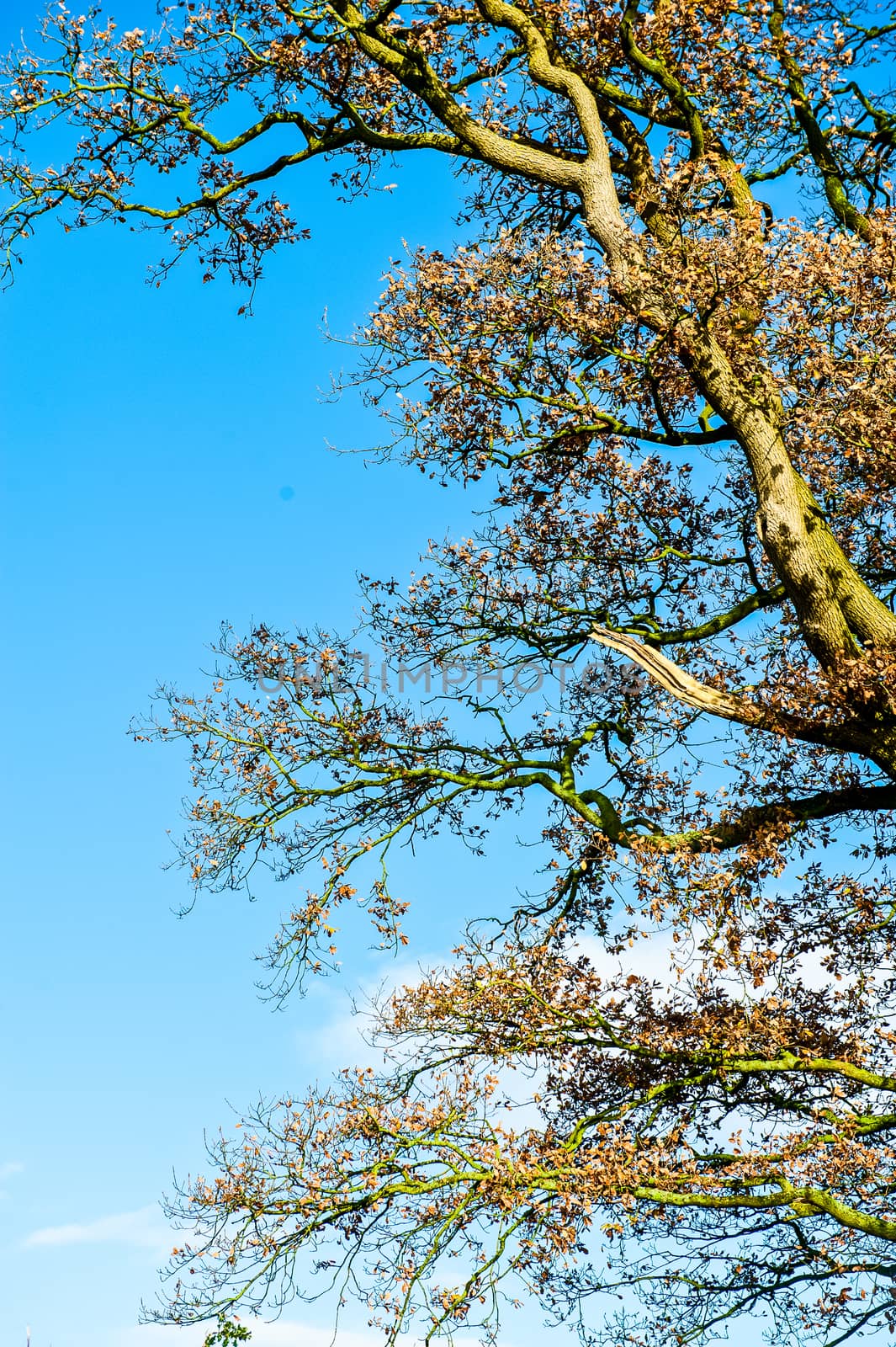 photo of a oak tree top shot from below with blue sky UK