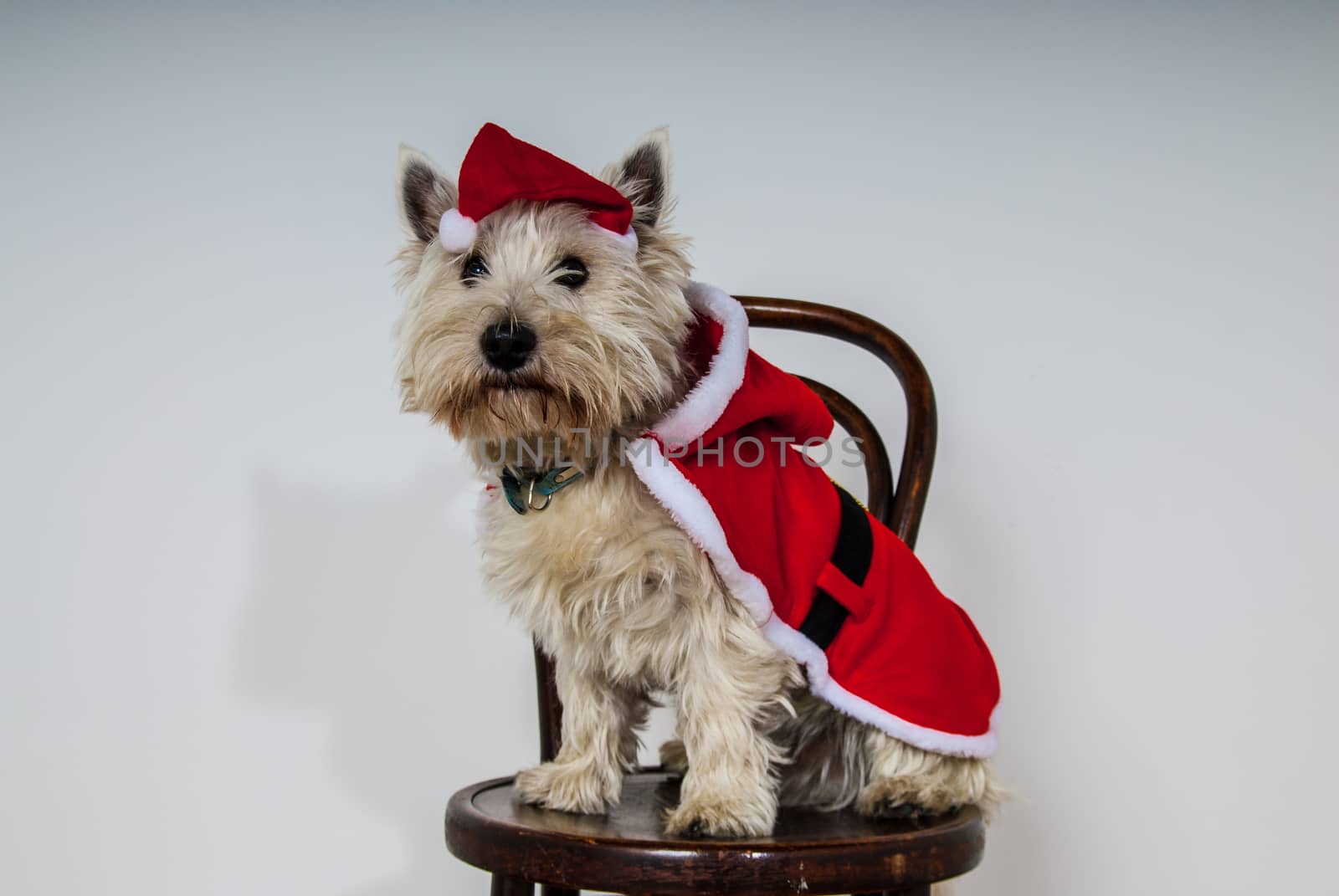 White terrier dog dressed wearing santa suit by paddythegolfer