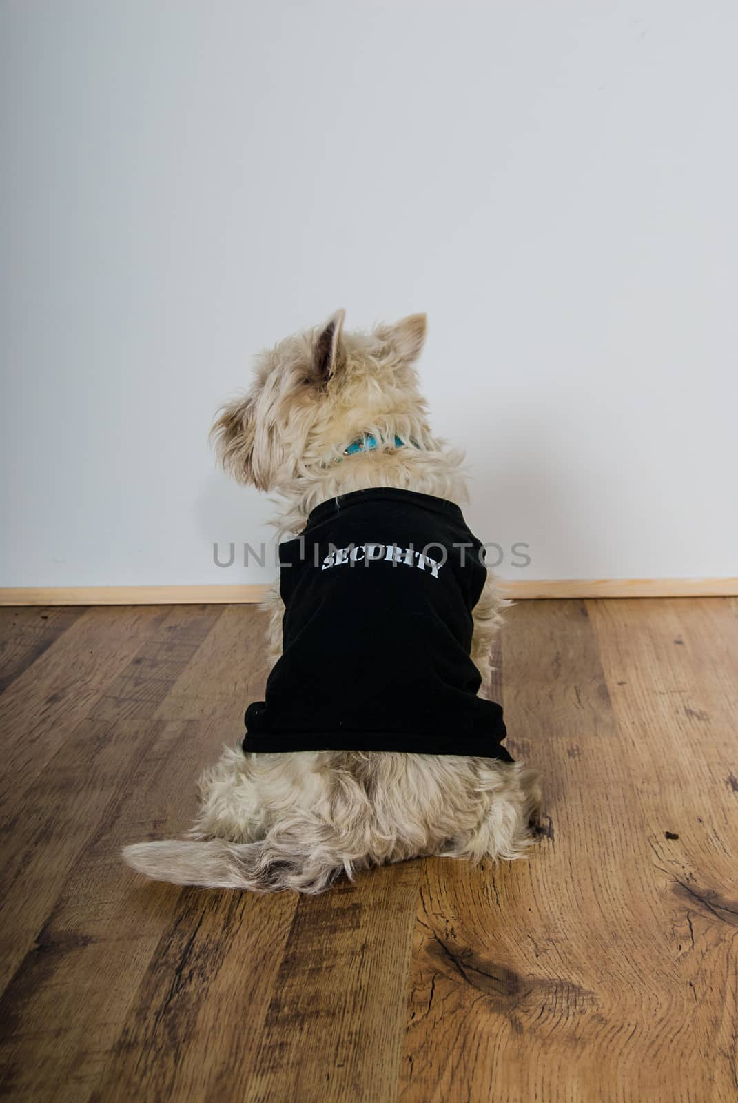 west highland white terrier dog wearing black security coat by paddythegolfer