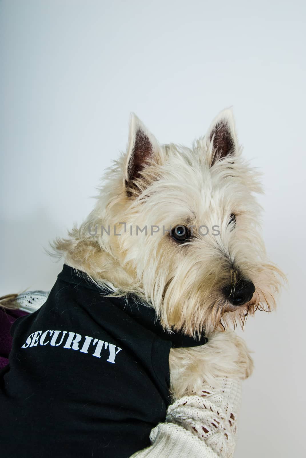 west highland white terrier dog wearing black security coat by paddythegolfer