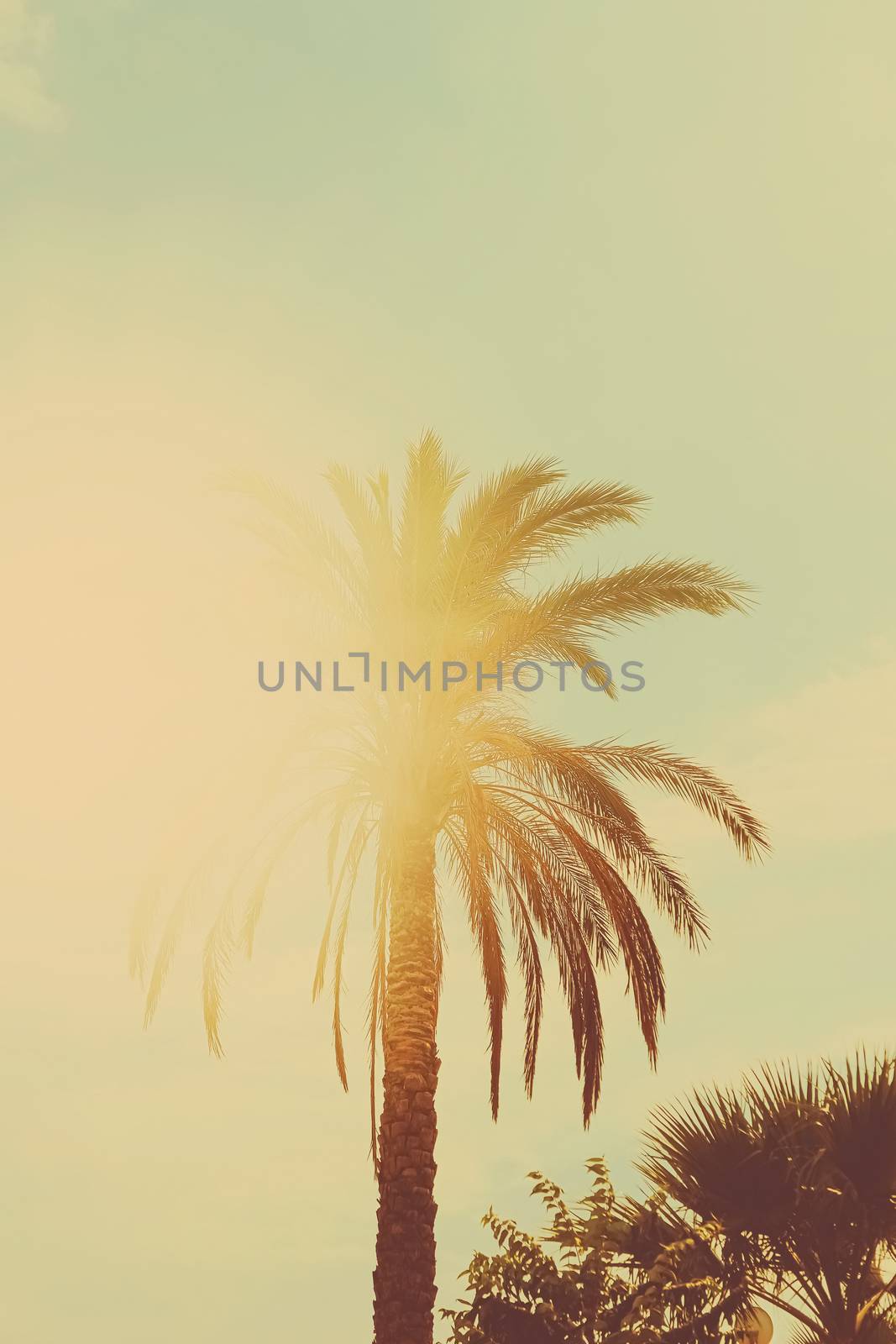 Tropical palm tree leaves in hot summer day as vintage background, summer nature and travel concept