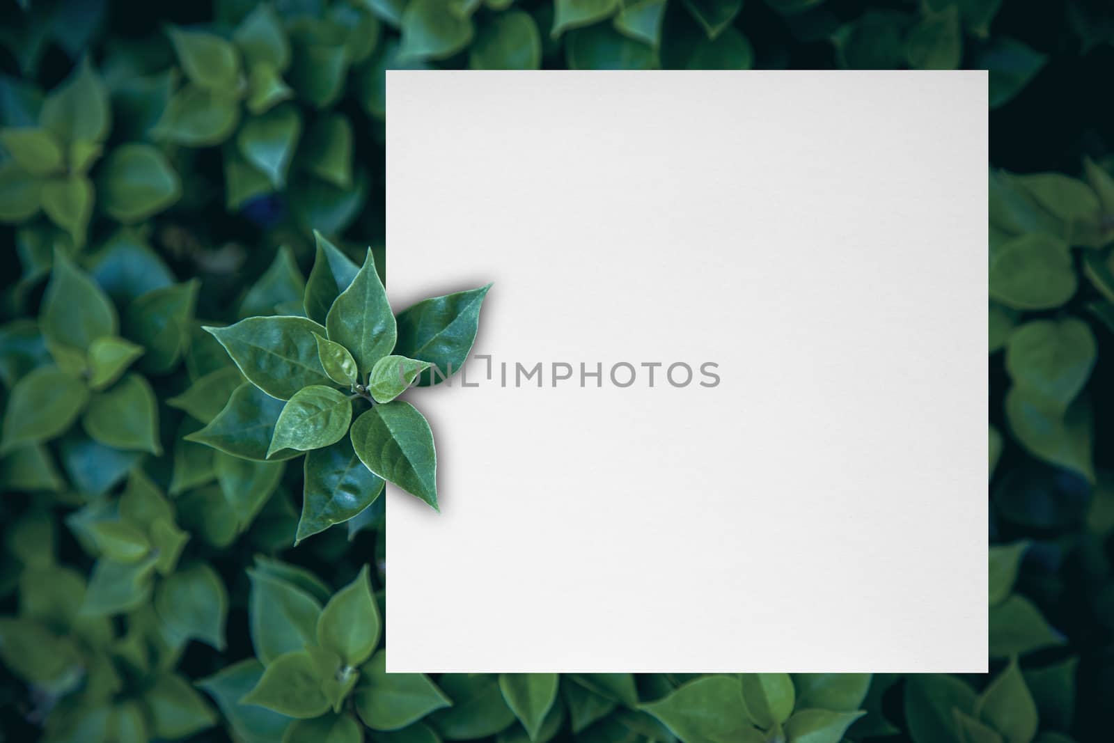 Paper card note with green leaves by liewluck