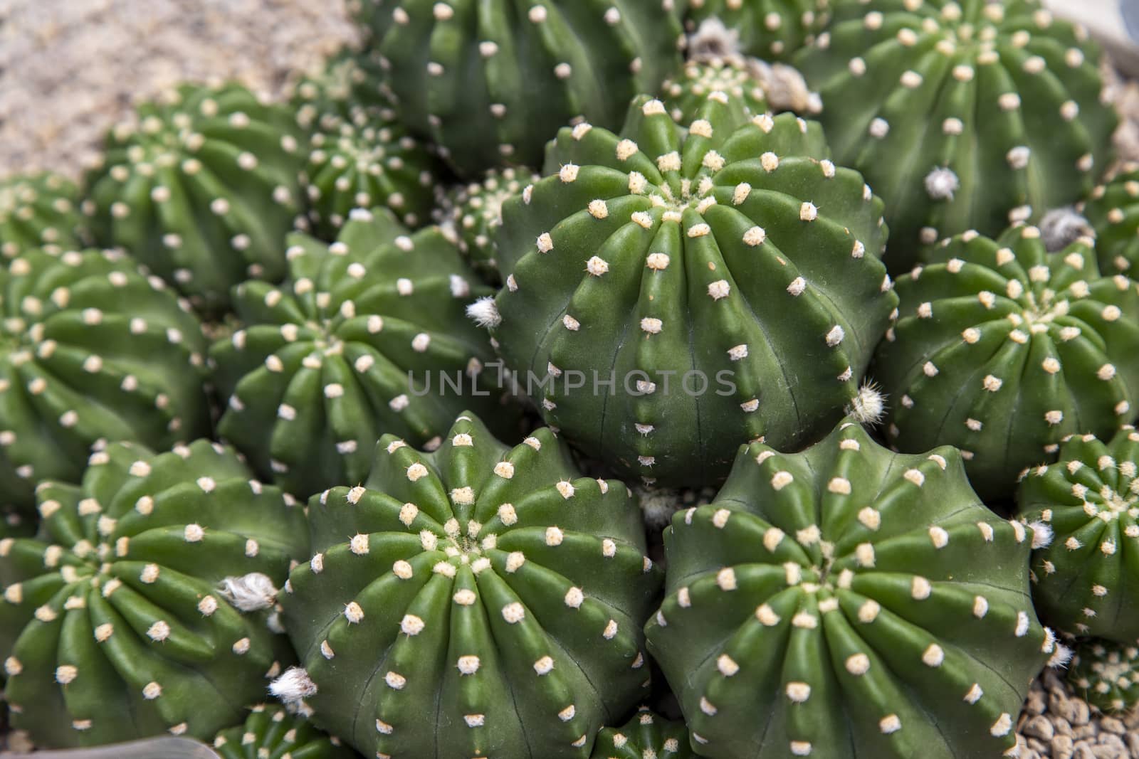 Close up of green tropical cactus by liewluck