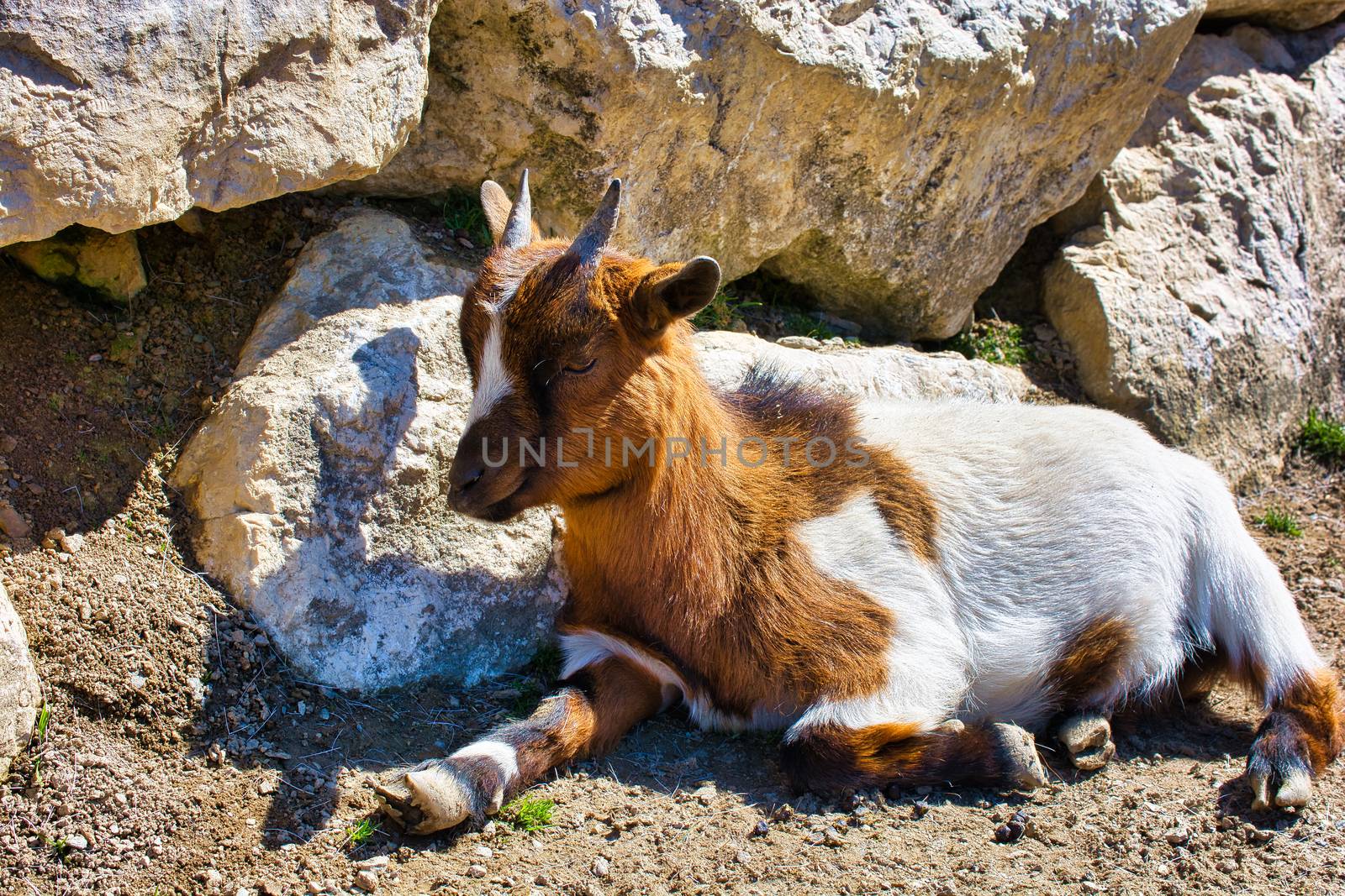 Cute kid Goat resting on stone background, close-up photo of a goat