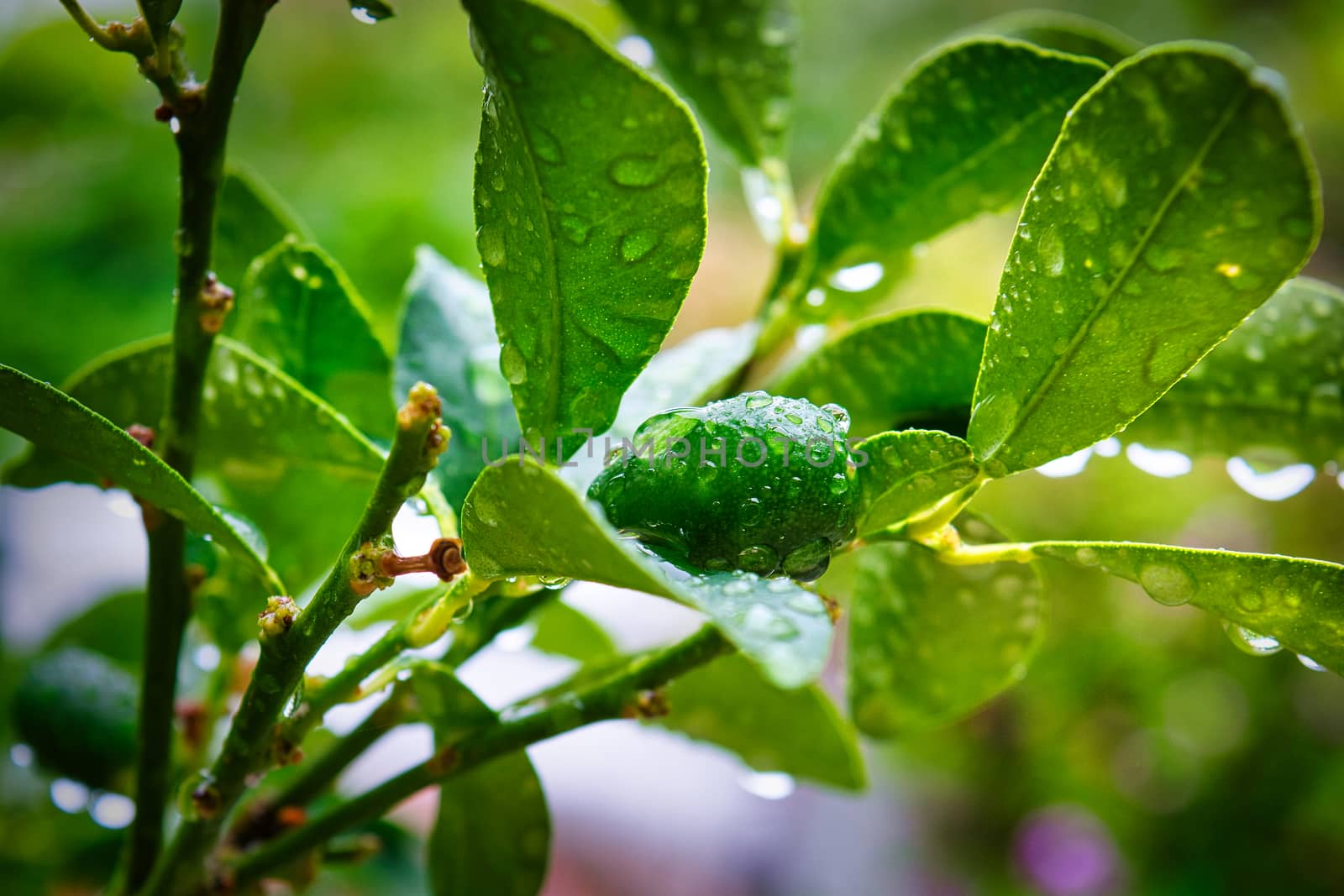 Close-up photo of a lemon tree and lemon fruit after rain, macro photo of raindrops
