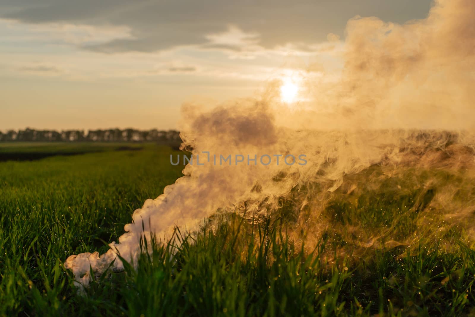 The white smoke in grass against evening sun. Golden time.