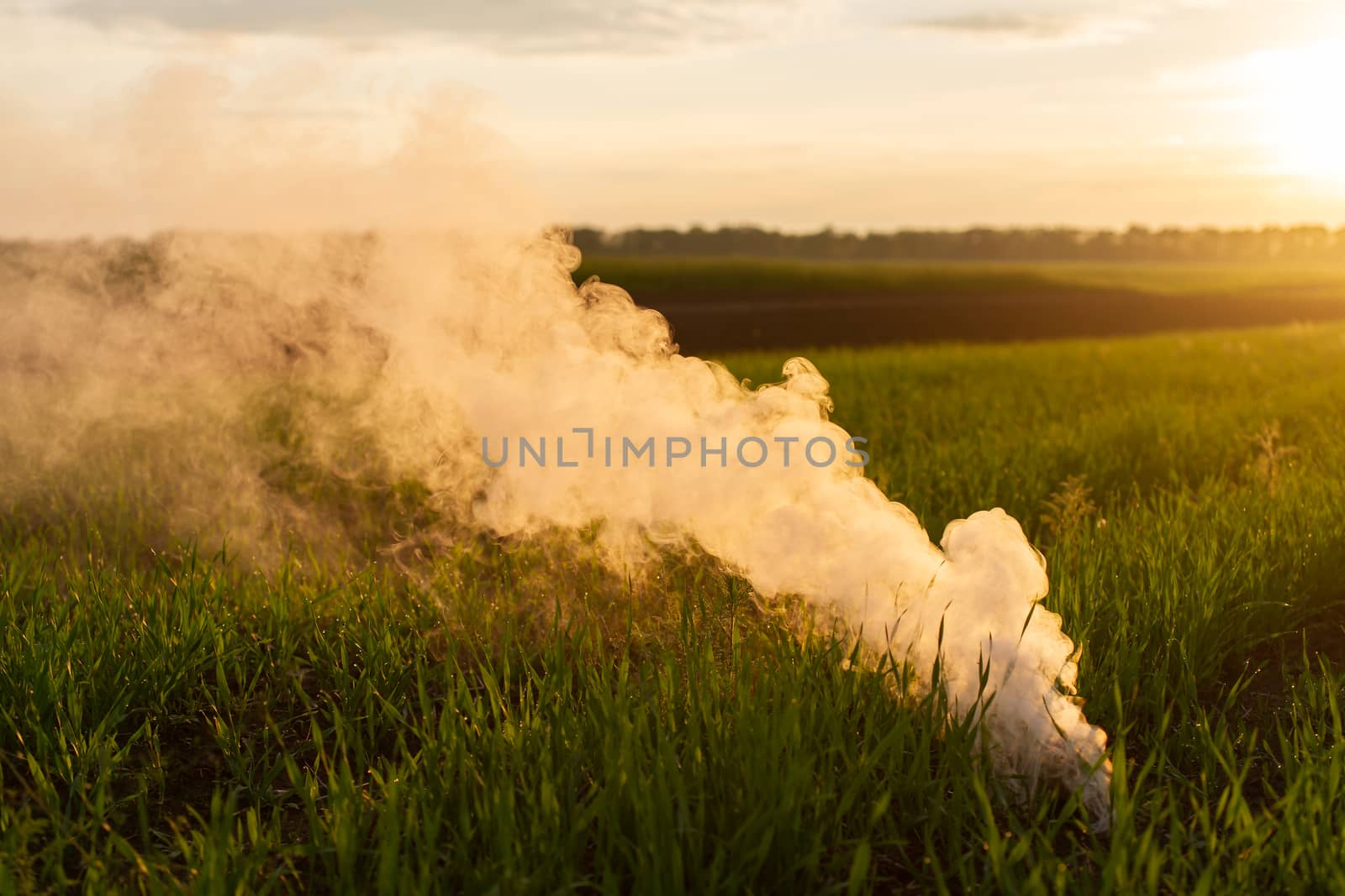 The white smoke in grass against evening sun. Golden time on sunset.
