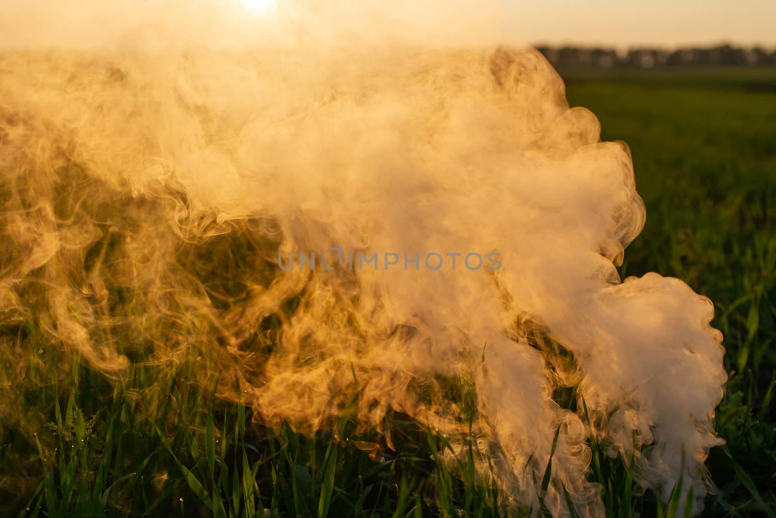 Big smoke bomb in young wheat. The white smoke in grass against evening sun. Sun near horizon.