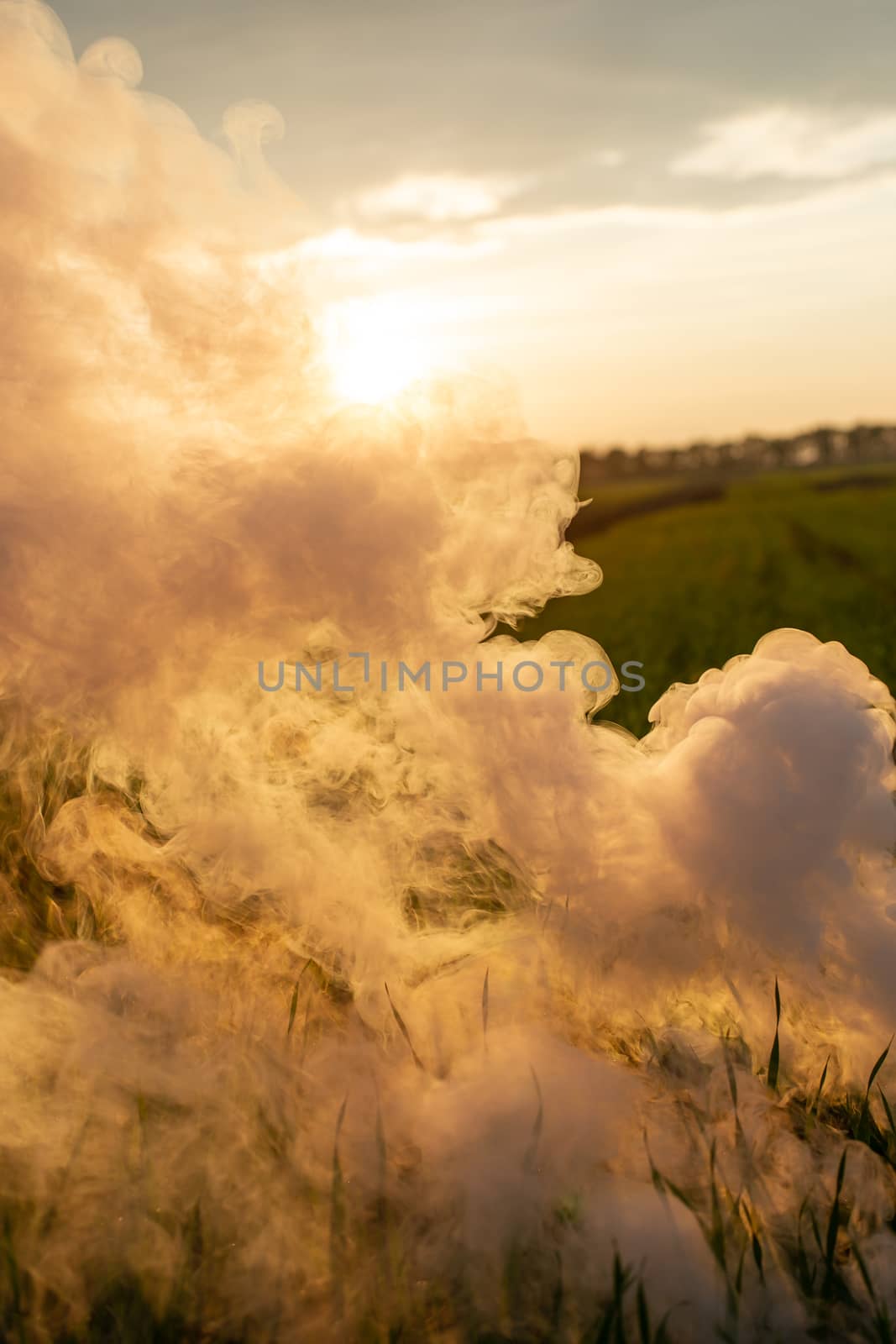 Big strikeball smoke grenade in young wheat. The white smoke in grass against evening sun. Sun position on horizon.