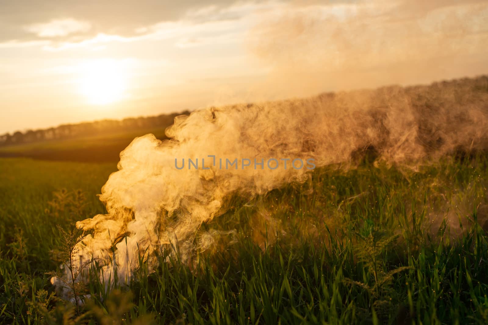 Big smoke bomb in young wheat. The white smoke in grass against evening sun. Sun near horizon.