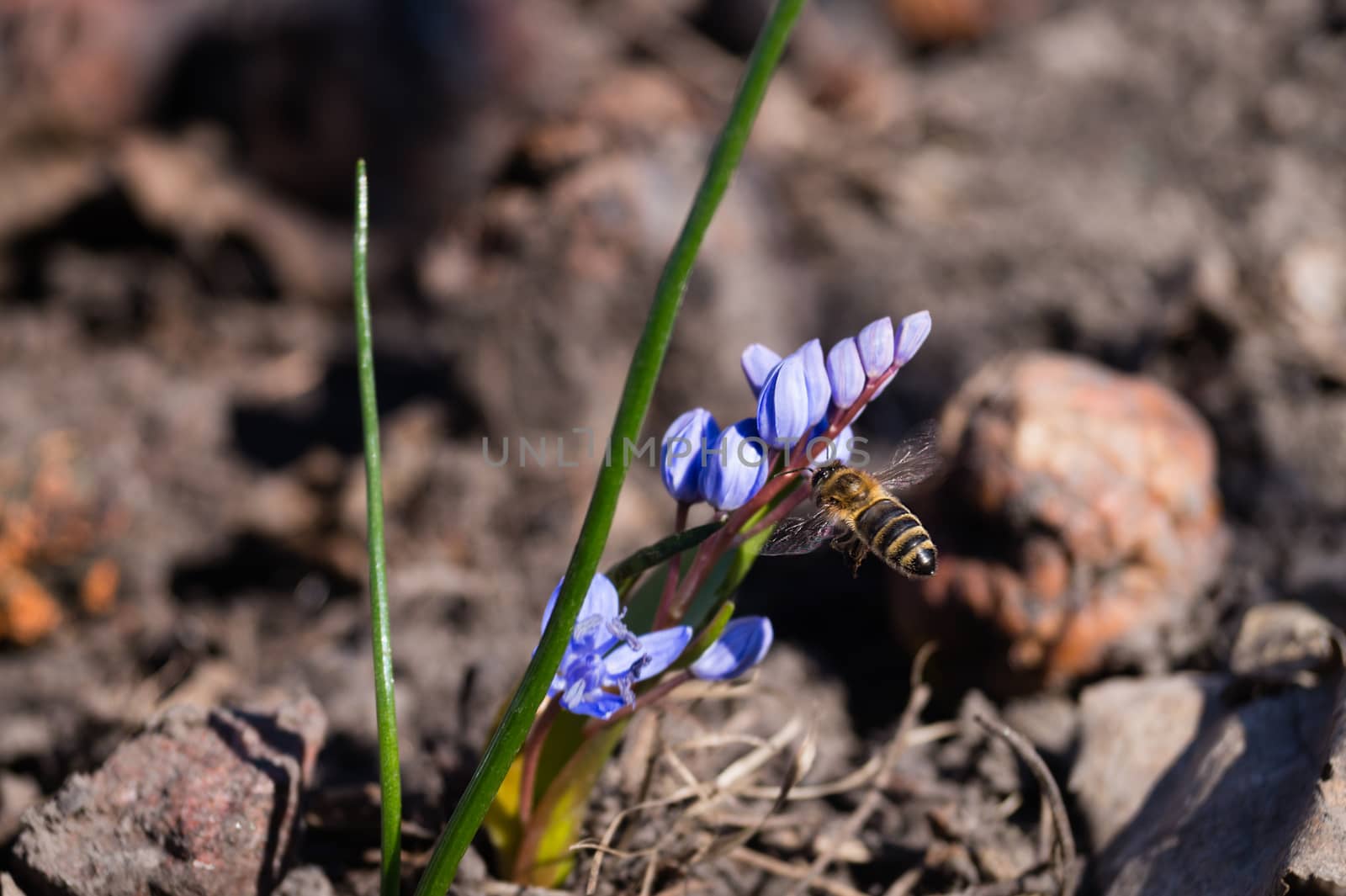 A bee on bluebell flowers in the spring garden close up. Background is blurred. by alexsdriver