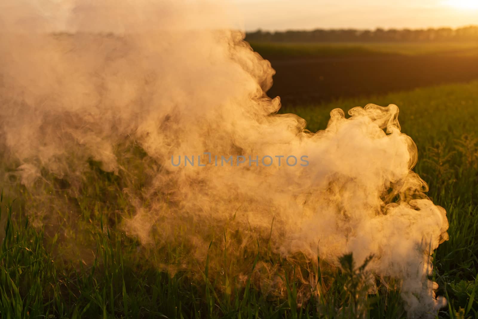 Big strikeball smoke grenade in young wheat. The white smoke in grass against evening sun. Sun position on horizon.