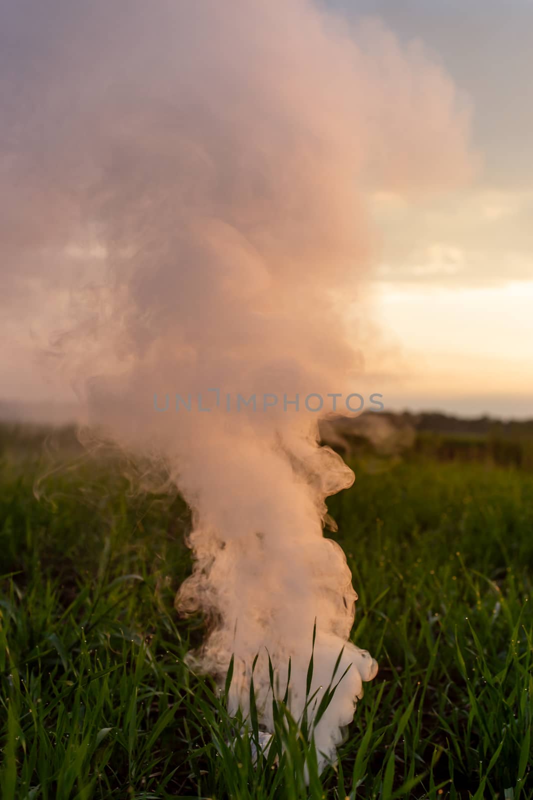 Big strikeball smoke grenade in young wheat. The white smoke in grass against evening sun. Sun near horizon.