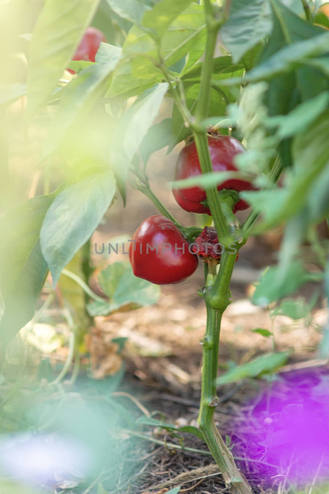 Fresh sweet ripe red pepper on the garden bed in village. Pepper by alexsdriver