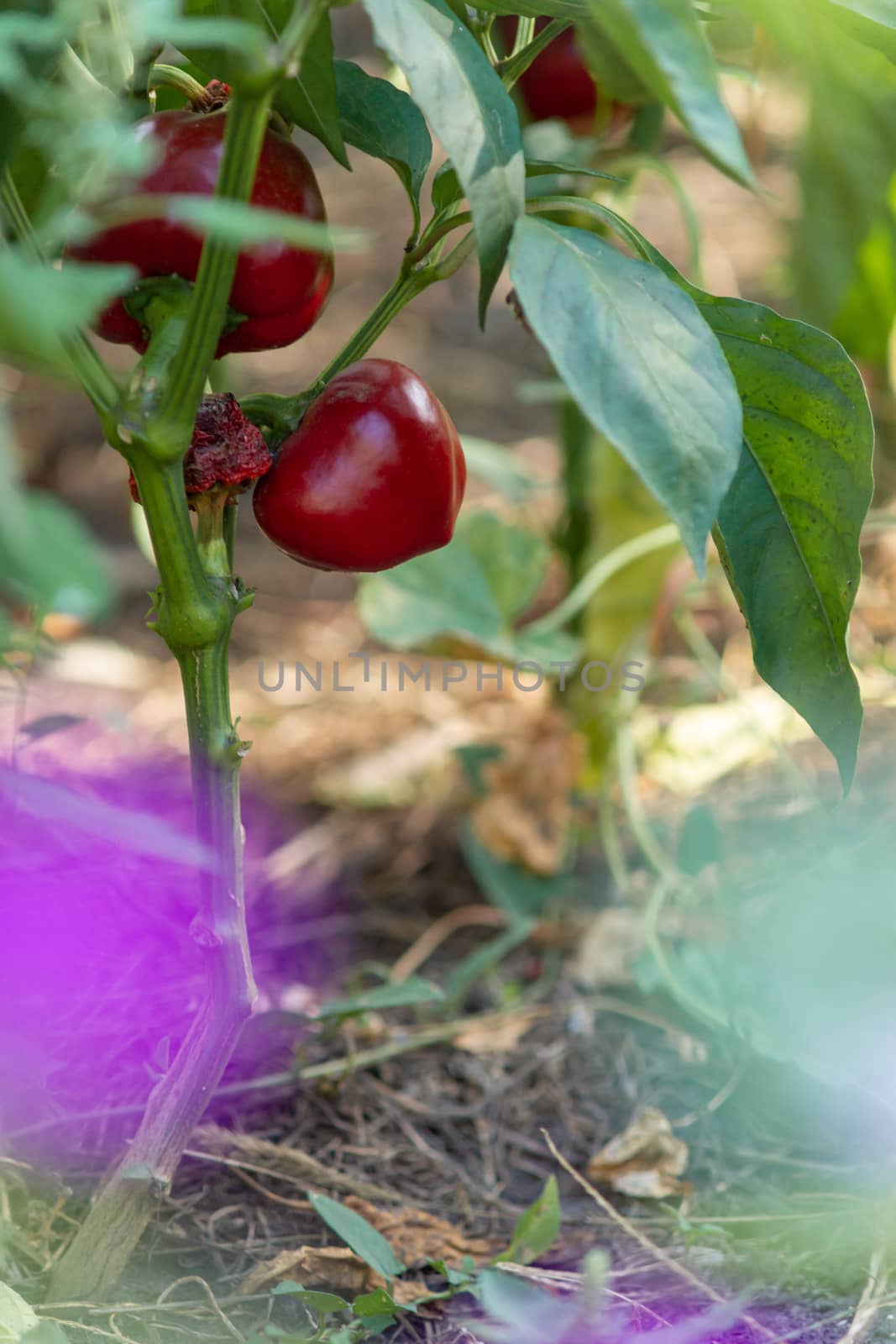 Sweet ripe red pepper on the garden bed in village. Eco farming far from city. Natural vegetables. Sunny day.