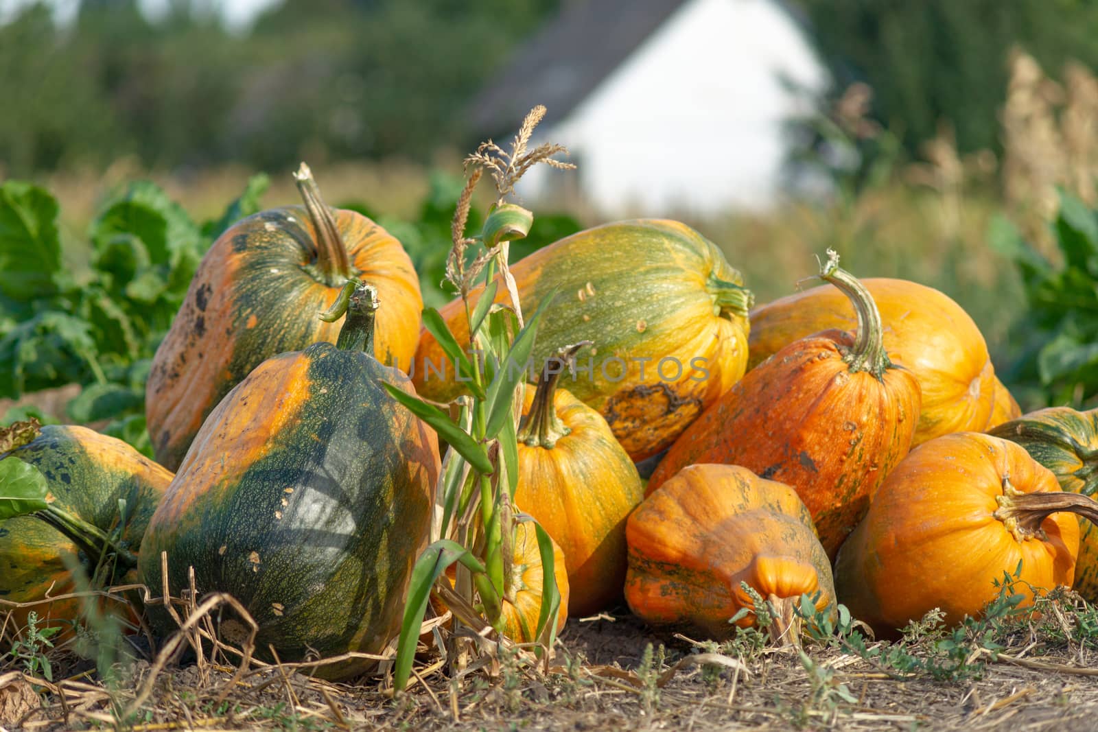 Green and orange pumpkins stack on the garden field in village far from city. Eco farming.