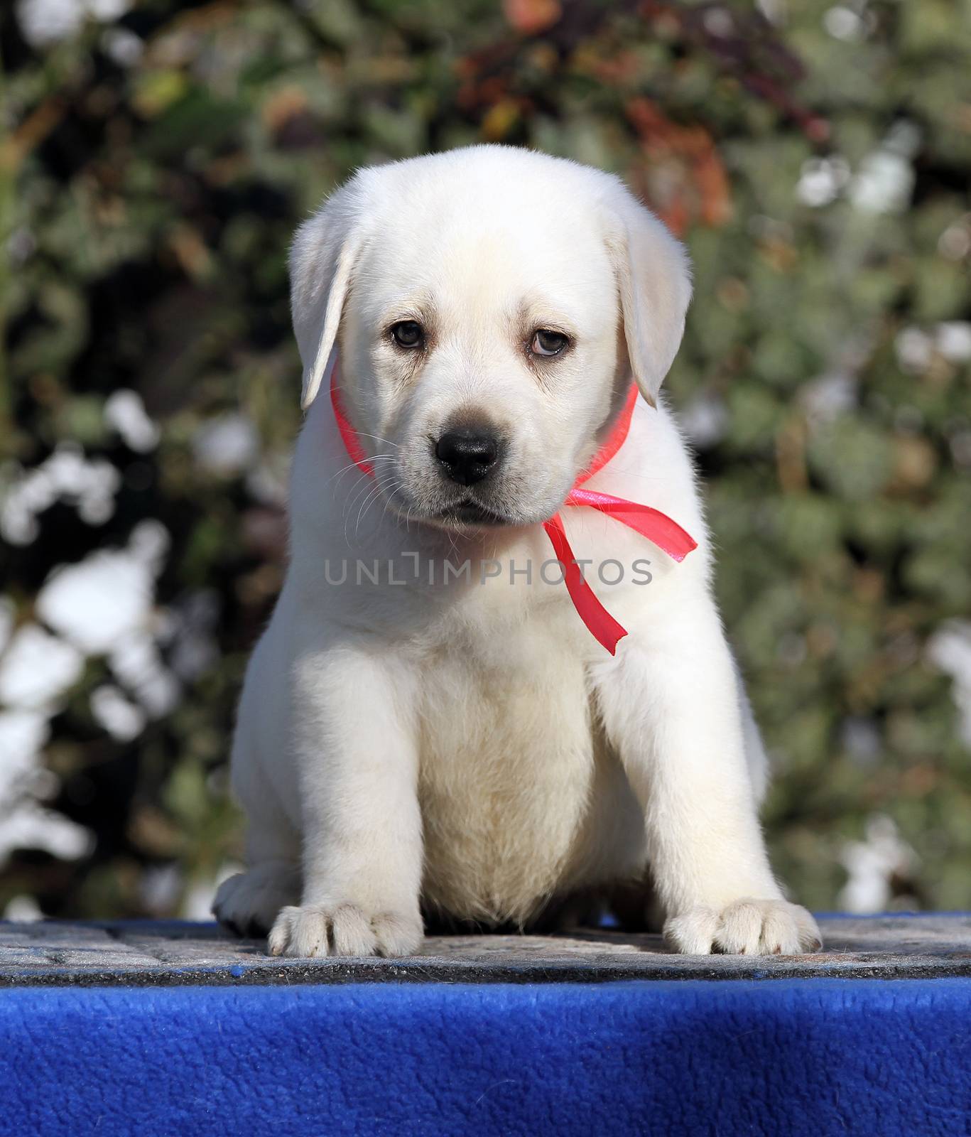 the little labrador puppy on a blue background