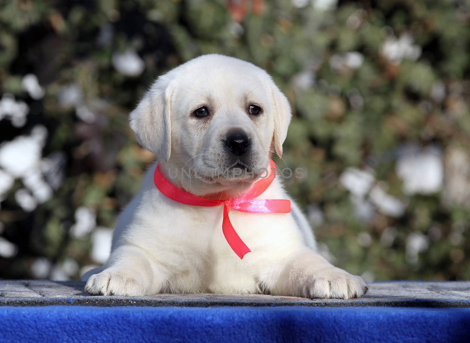 a little labrador puppy on a blue background