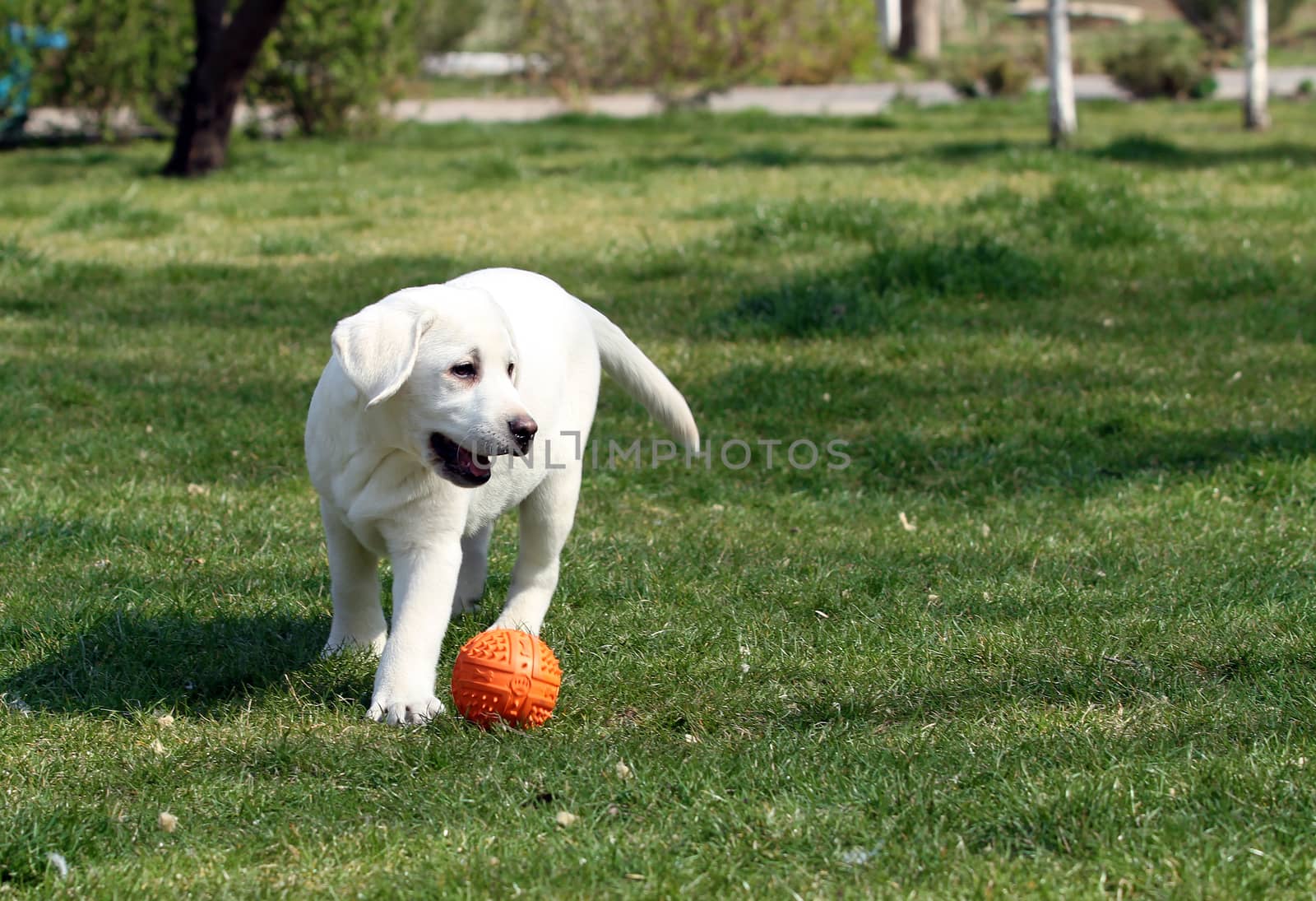 sweet yellow labrador playing in the park