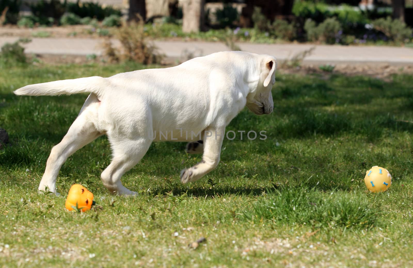 the yellow labrador playing in the park