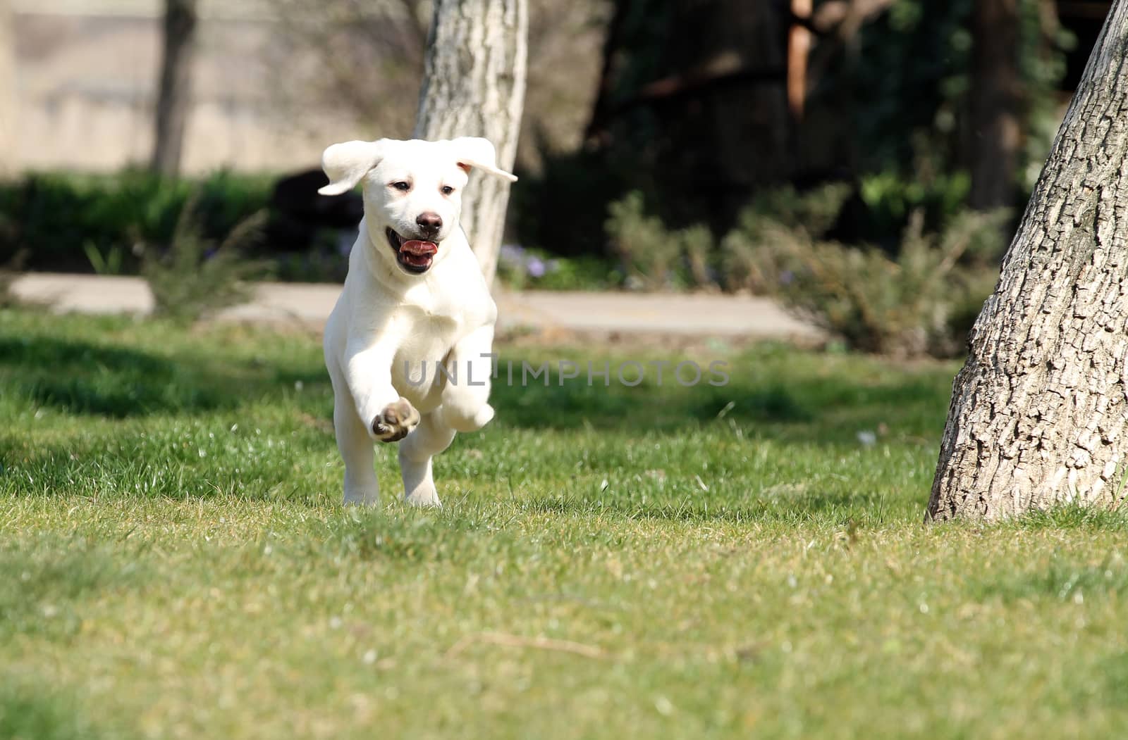 yellow labrador playing in the park