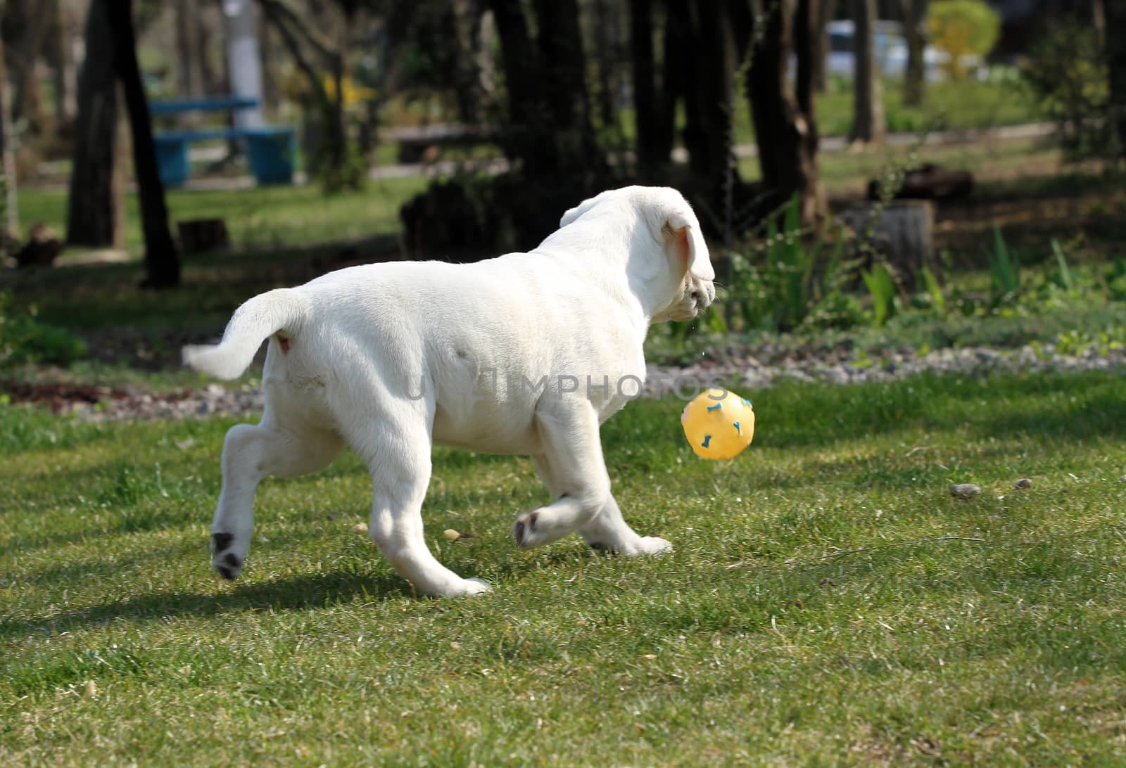 the sweet yellow labrador playing in the park